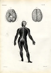 脳、1863-79